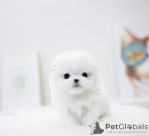 Photo №1. bichon frise - for sale in the city of Texas City | 500$ | Announcement № 105236