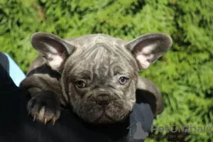 Additional photos: Exotic french bulldog puppies