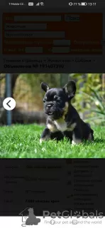 Photo №2 to announcement № 119393 about purchase of french bulldog - buy in Czech Republic from nursery, breeder