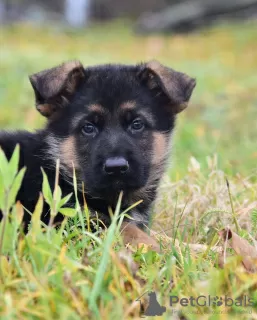 Photo №1. german shepherd - for sale in the city of Minsk | 113$ | Announcement № 76632