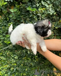 Photo №1. shih tzu - for sale in the city of Харлем | Is free | Announcement № 100081