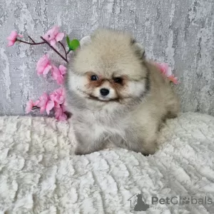 Photo №2 to announcement № 34878 for the sale of pomeranian - buy in France private announcement