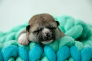 Photo №2 to announcement № 3157 for the sale of akita - buy in Belarus private announcement, from nursery, breeder