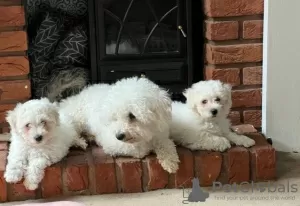 Photo №3. Stunning Bichon Frise puppies. Lithuania