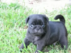 Photo №1. pug - for sale in the city of Helsinki | negotiated | Announcement № 108673