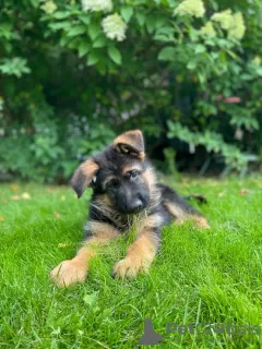 Additional photos: Beautiful German Shepherd puppies for Europe for sale!