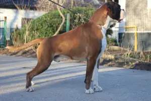 Photo №2 to announcement № 1997 for the sale of boxer - buy in Russian Federation breeder