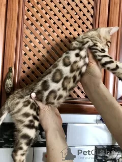 Additional photos: Bengal kittens