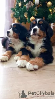 Additional photos: Bernese Mountain Dog