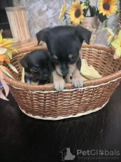 Additional photos: Selling Toy Terrier Puppies