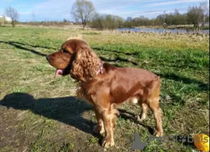 Additional photos: English cocker spaniel puppies