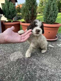 Photo №4. I will sell lagotto romagnolo in the city of Smederevo. private announcement - price - negotiated