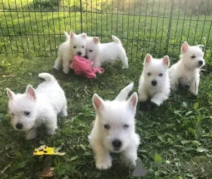 Photo №1. west highland white terrier - for sale in the city of Nuremberg | 317$ | Announcement № 70960