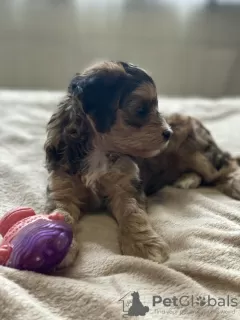 Additional photos: Puppies of a Chinese crested dog