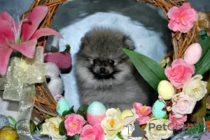 Photo №1. pomeranian - for sale in the city of Kučevo | negotiated | Announcement № 104017