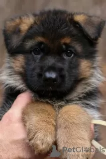 Photo №1. german shepherd - for sale in the city of Гамбург | Is free | Announcement № 95701