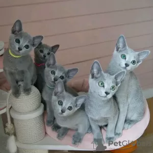 Photo №1. russian blue - for sale in the city of Zwolle | 412$ | Announcement № 13828