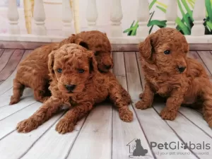 Photo №1. poodle (toy) - for sale in the city of Дортмунд | 370$ | Announcement № 41711