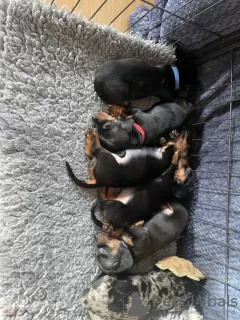 Photo №1. dachshund - for sale in the city of Bellerose | 310$ | Announcement № 128723