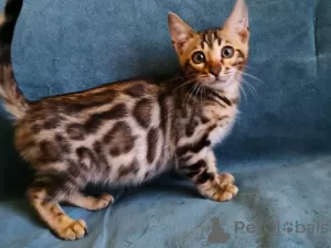 Photo №4. I will sell bengal cat in the city of Minsk. private announcement, from nursery, breeder - price - 500$