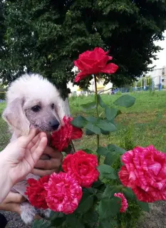 Additional photos: Chinese crested puppies