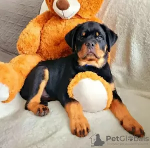 Photo №4. I will sell rottweiler in the city of Warsaw. private announcement - price - 1268$