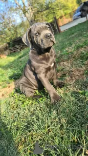 Photo №3. CANE CORSO beautiful puppies. Serbia