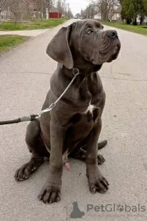 Additional photos: Cane Corso puppies