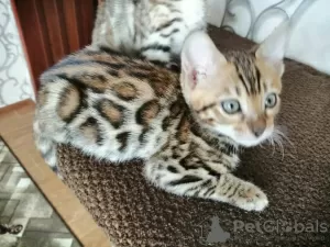 Photo №3. Bengal kittens. Russian Federation