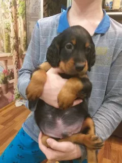 Additional photos: Scottish setter puppies Gordon booking