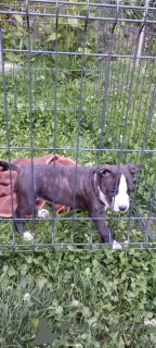 Photo №1. american staffordshire terrier - for sale in the city of Kraljevo | negotiated | Announcement № 105679