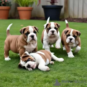 Photo №1. english bulldog - for sale in the city of Münster-Sarmsheim | 100$ | Announcement № 129590