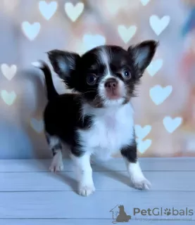 Photo №2 to announcement № 104804 for the sale of chihuahua - buy in Germany private announcement, breeder