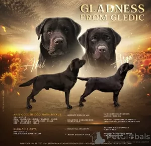 Photo №2 to announcement № 78046 for the sale of labrador retriever - buy in Serbia breeder