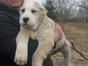 Photo №2 to announcement № 40914 for the sale of central asian shepherd dog - buy in Russian Federation from nursery, breeder