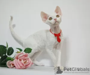 Photo №1. devon rex - for sale in the city of Москва | 1100$ | Announcement № 44549