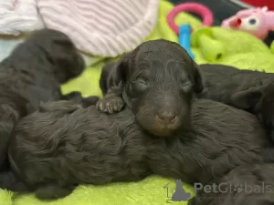 Photo №3. Poodle puppies for sale. Serbia