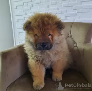 Additional photos: Chow Chow Puppies