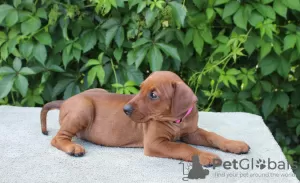 Additional photos: German Pinscher Puppies