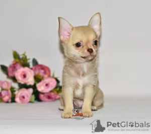 Additional photos: Lovely brown hair with a chocolate nose. Chihuahua boy.