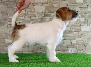 Additional photos: Luxurious Jack Russell Terrier Puppies