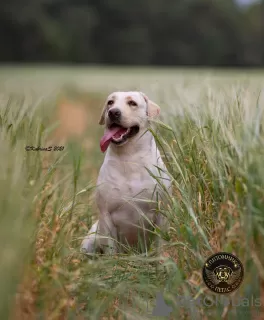 Photo №1. labrador retriever - for sale in the city of Кант | 300$ | Announcement № 11329