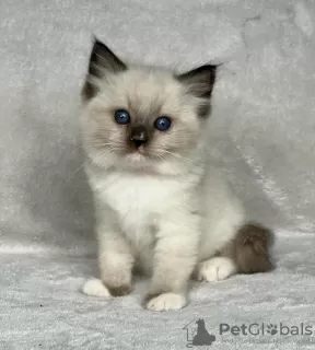 Photo №3. Super Ragdolls kittens for sale. United States