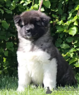 Additional photos: American Akita