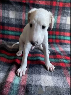 Additional photos: Russian Greyhound Borzoi - Puppies