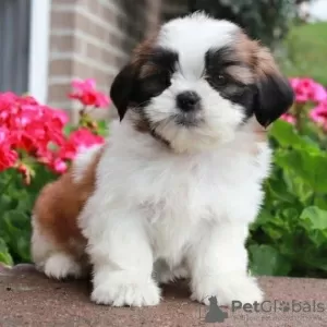 Photo №1. havanese dog - for sale in the city of Kielajoki | 412$ | Announcement № 84234