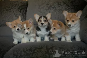 Additional photos: Welsh corgi puppies