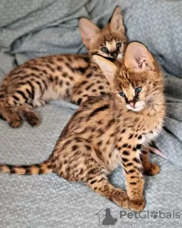 Photo №1. savannah cat - for sale in the city of Helsinki | negotiated | Announcement № 107553