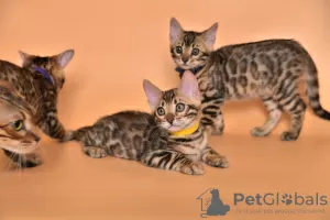 Photo №3. Bengal kittens for sale. Russian Federation