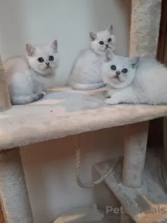 Photo №3. Lovely white British shorthair kittens available now for sale. Germany